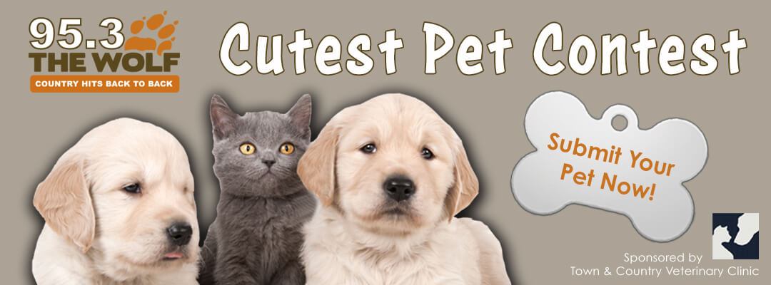 cute-pet-banner